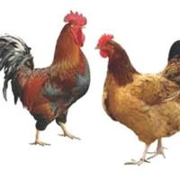 Deshi Chicken